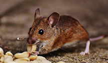 24 Hour & Emergency Exterminators in Greenwood Lake, NJ